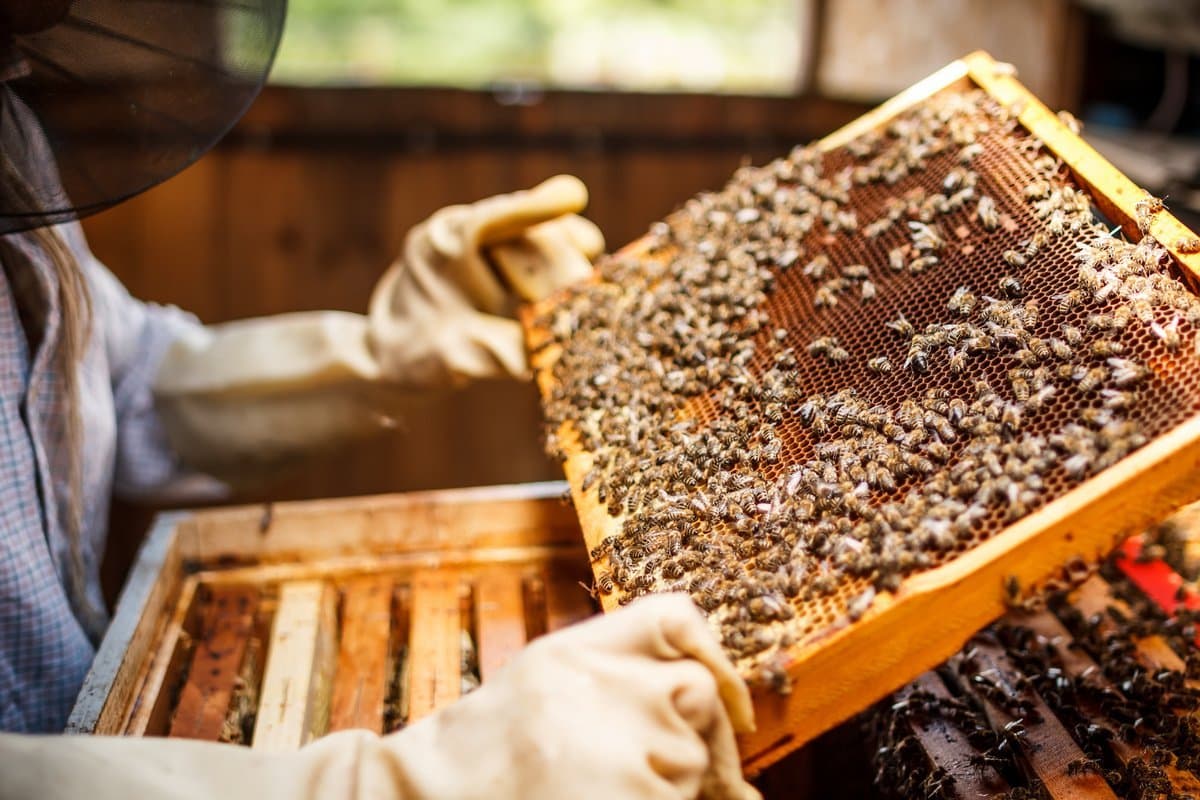 Beekeeper holding a honeycomb frame