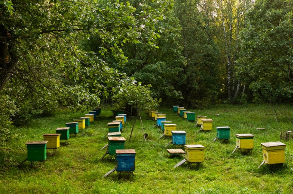 Our family apiary among the trees